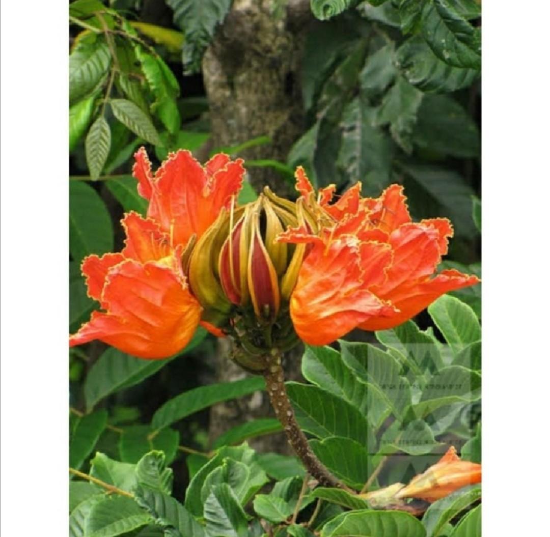 African tulip tree (Spathodea campanulata) live plant seedlings