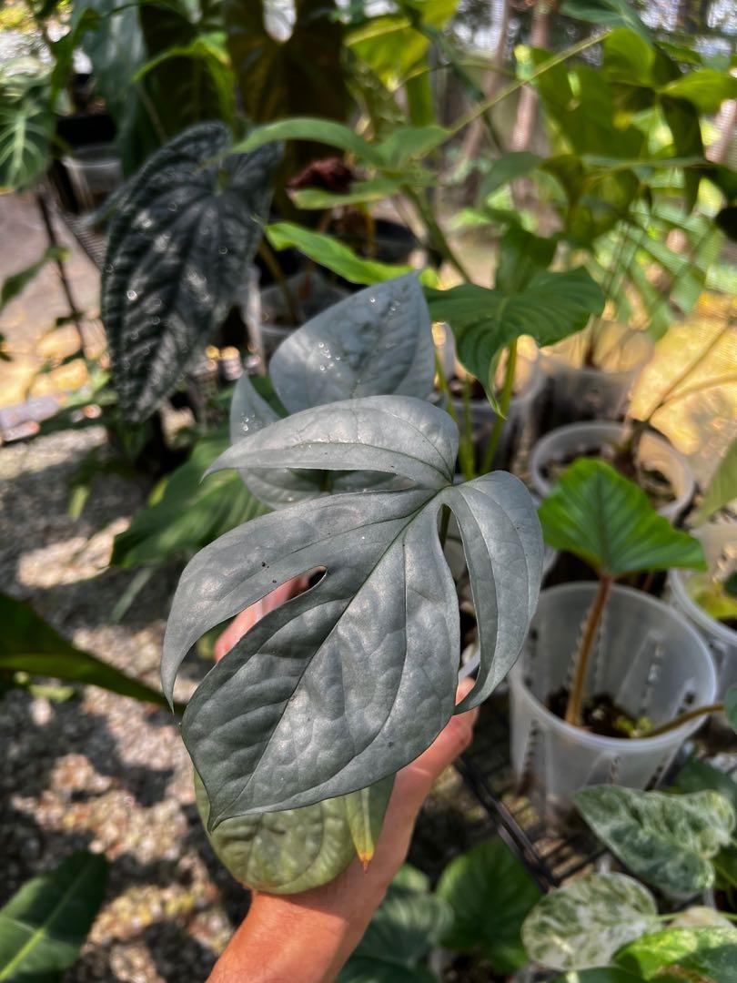 Amydrium Medium Silver, Furniture & Home Living, Gardening, Plants ...