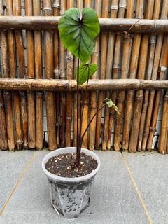 （分類：）位於 。 由 naturehk 提交（商品編號 1165589952，圖片 1）。簡介： 。