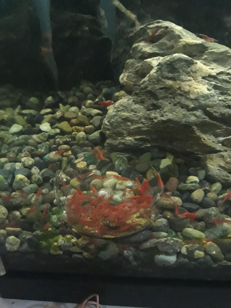 Fish tank pebbles. Small size., Everything Else on Carousell