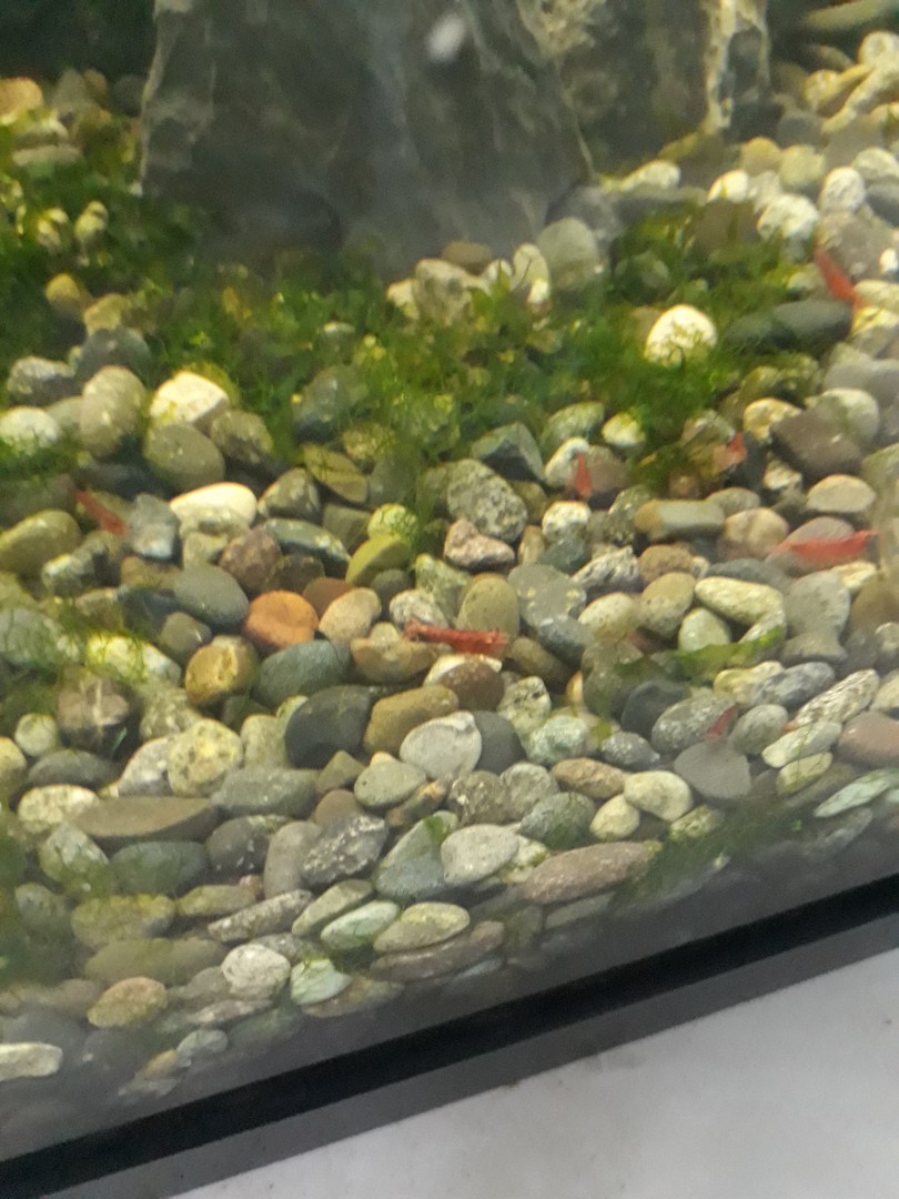 Fish tank pebbles. Small size., Everything Else on Carousell
