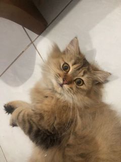 (Kategori: ) berada di . Dikirim oleh antarestars (ID iklan 1165463346, Gambar 1). Deskripsi: .