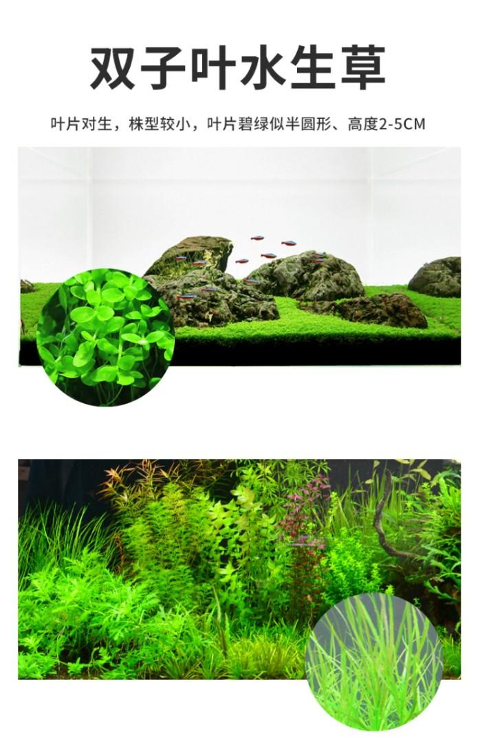 Aquascaping Seed for Fish / Terrarium Tank, Pet Supplies, Homes & Other Pet Accessories on Carousell Aquascaping Seed for Fish / Terrarium Tank, Pet Supplies, Homes & Other Pet Accessories on Carousell