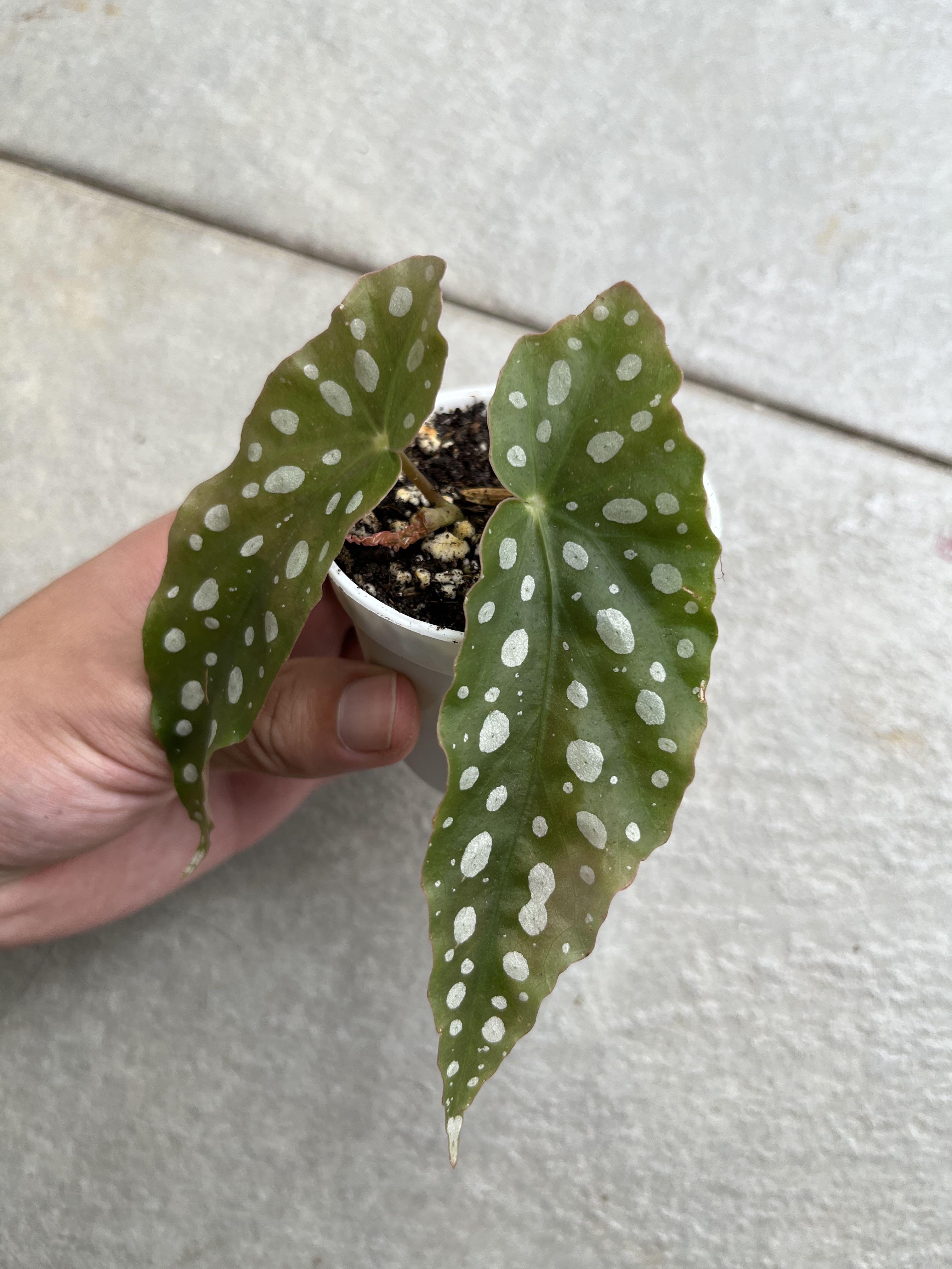 Begonia Maculata Furniture Home Living Gardening Plants Seeds On Carousell