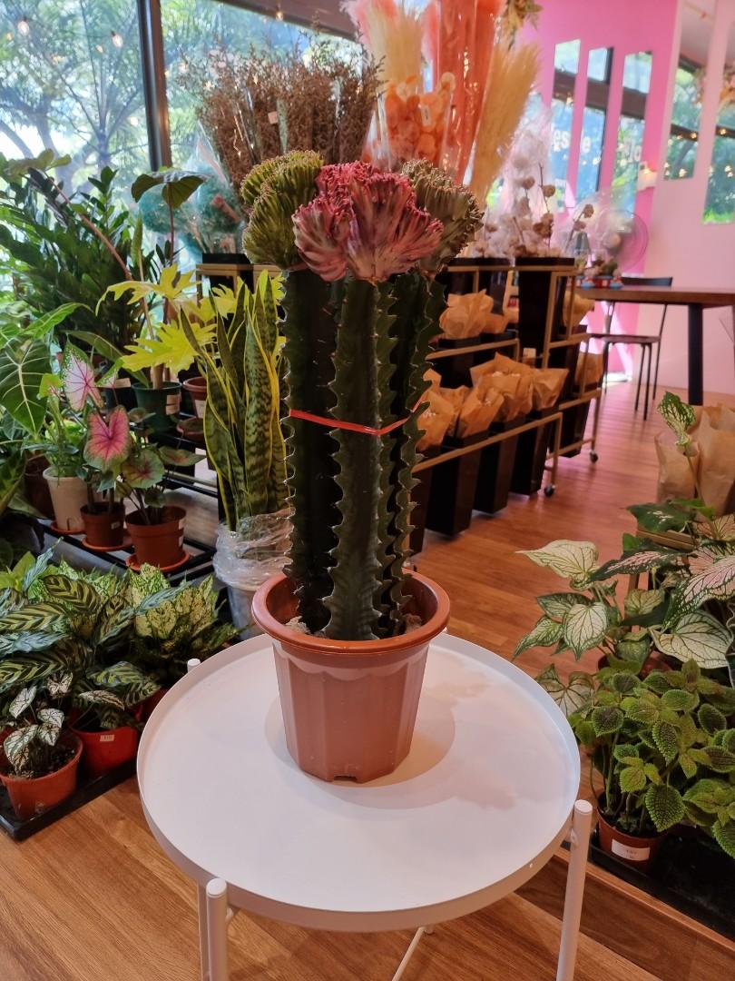 1-cutting cactus 3-5cm Astrophytum Succulent live Plant Home Garden pot Flower 