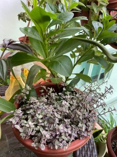(Category: ) located in . Submitted by plantaholic21 (Listing ID 1169922053, Image 1). Description: .