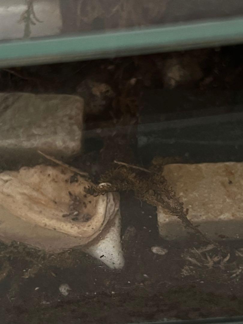 Cuttle fish bone for isopods, Pet Supplies, Pet Food on Carousell