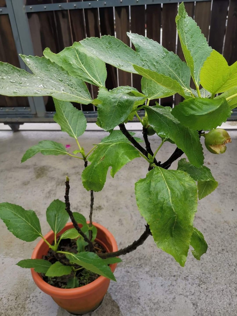 Fig trees for sale, Furniture & Home Living, Gardening, Plants & Seeds