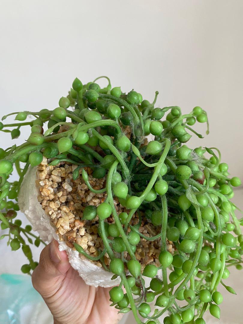Fake sales plants kmart