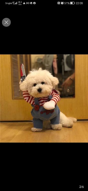 Pet Douyin Bichon Samor Labrador Funny Pomeranian Cat Shiba Inu