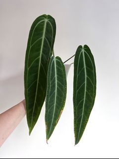 （分類：）位於 。 由 sommplants 提交（商品編號 1171738369，圖片 1）。簡介： 。