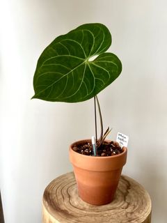 （分類：）位於 。 由 greenhouse.collection 提交（商品編號 1171689484，圖片 1）。簡介： 。