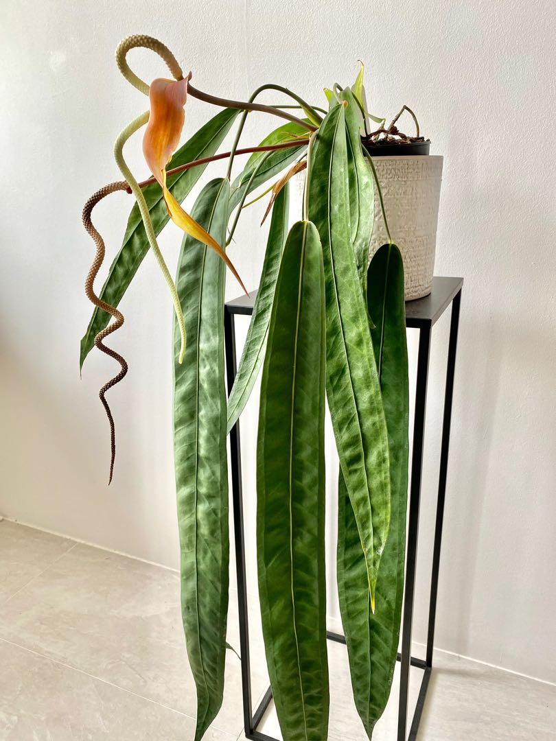 Anthurium Wendlingeri main image 0