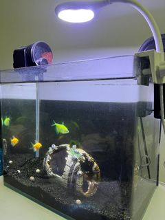 (Category: ) located in . Submitted by rtiozard (Listing ID 1171779518, Image 1). Description: .