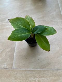 (Category: ) located in . Submitted by planter17 (Listing ID 1171748036, Image 1). Description: .