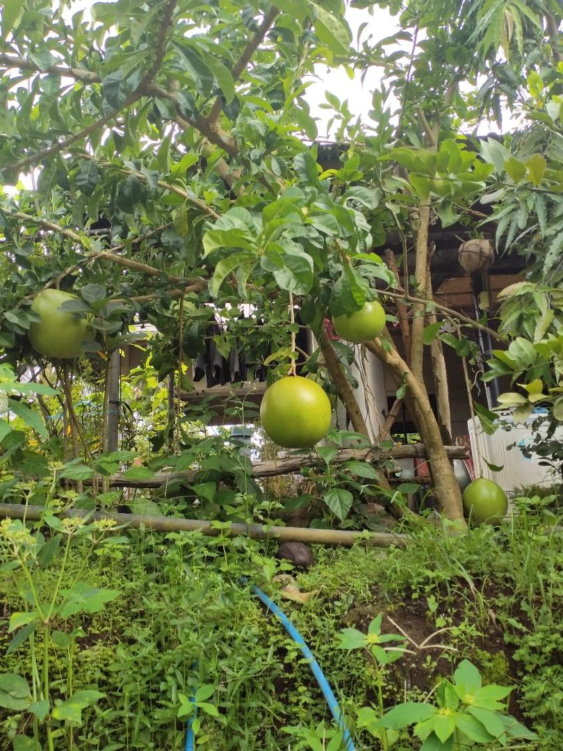Calabash fruit(miracle fruit), Furniture & Home Living, Gardening