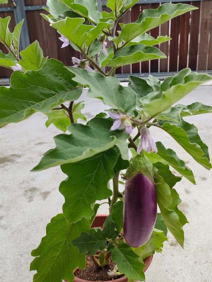Eggplant ladies