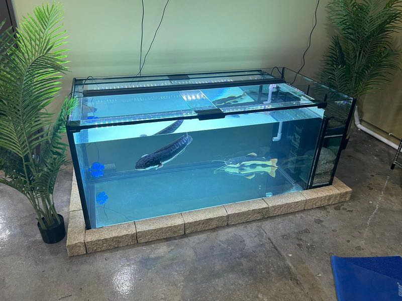 Fish Tank 6ft by 3ft by 2.5ft IOUs Pet Supplies Homes Other