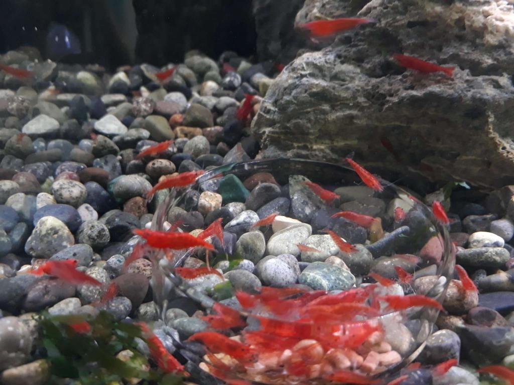 fish tank pebbles and mosses, Pet Supplies, Homes & Other Pet