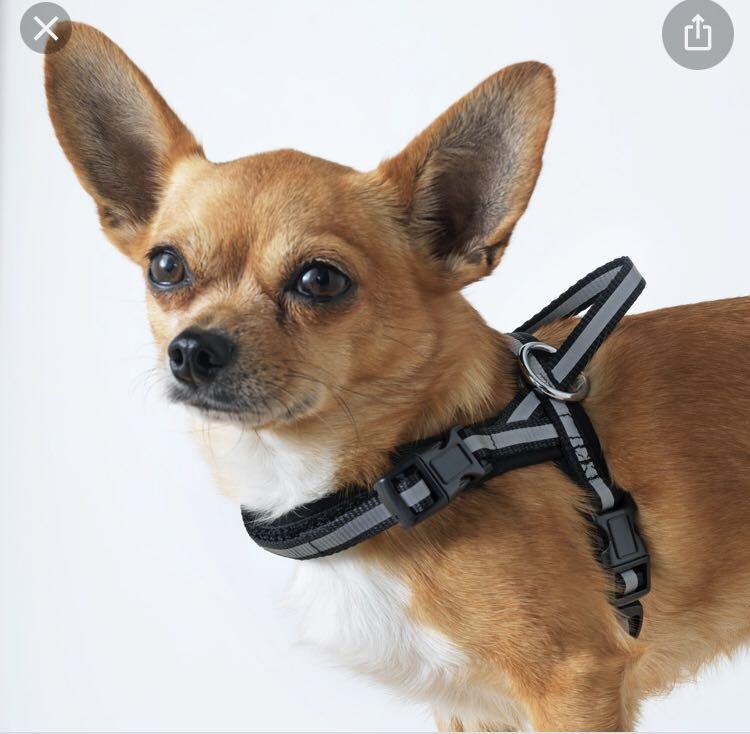 Ikea sales dog leash