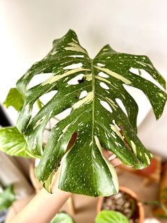 （分類：）位於 。 由 greenhouse.collection 提交（商品編號 1171692375，圖片 1）。簡介： 。