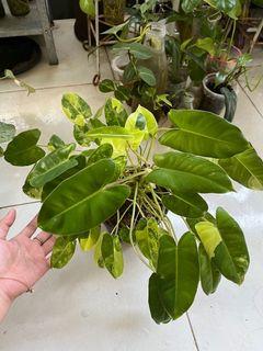 Philodendron Burlemarxii Variegata