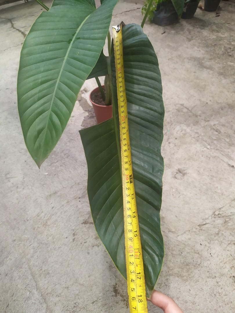 platycodon plant Platycodon main image 0