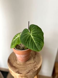 （分類：）位於 。 由 greenhouse.collection 提交（商品編號 1171686991，圖片 1）。簡介： 。