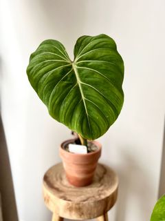 （分類：）位於 。 由 greenhouse.collection 提交（商品編號 1171687760，圖片 1）。簡介： 。
