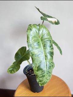 （分類：）位於 。 由 sommplants 提交（商品編號 1171737216，圖片 1）。簡介： 。