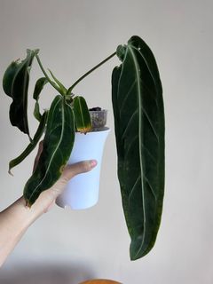 （分類：）位於 。 由 sommplants 提交（商品編號 1171737787，圖片 1）。簡介： 。