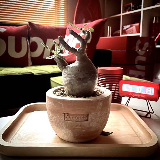 Supreme Poggi Ugo Small Planter 鉢