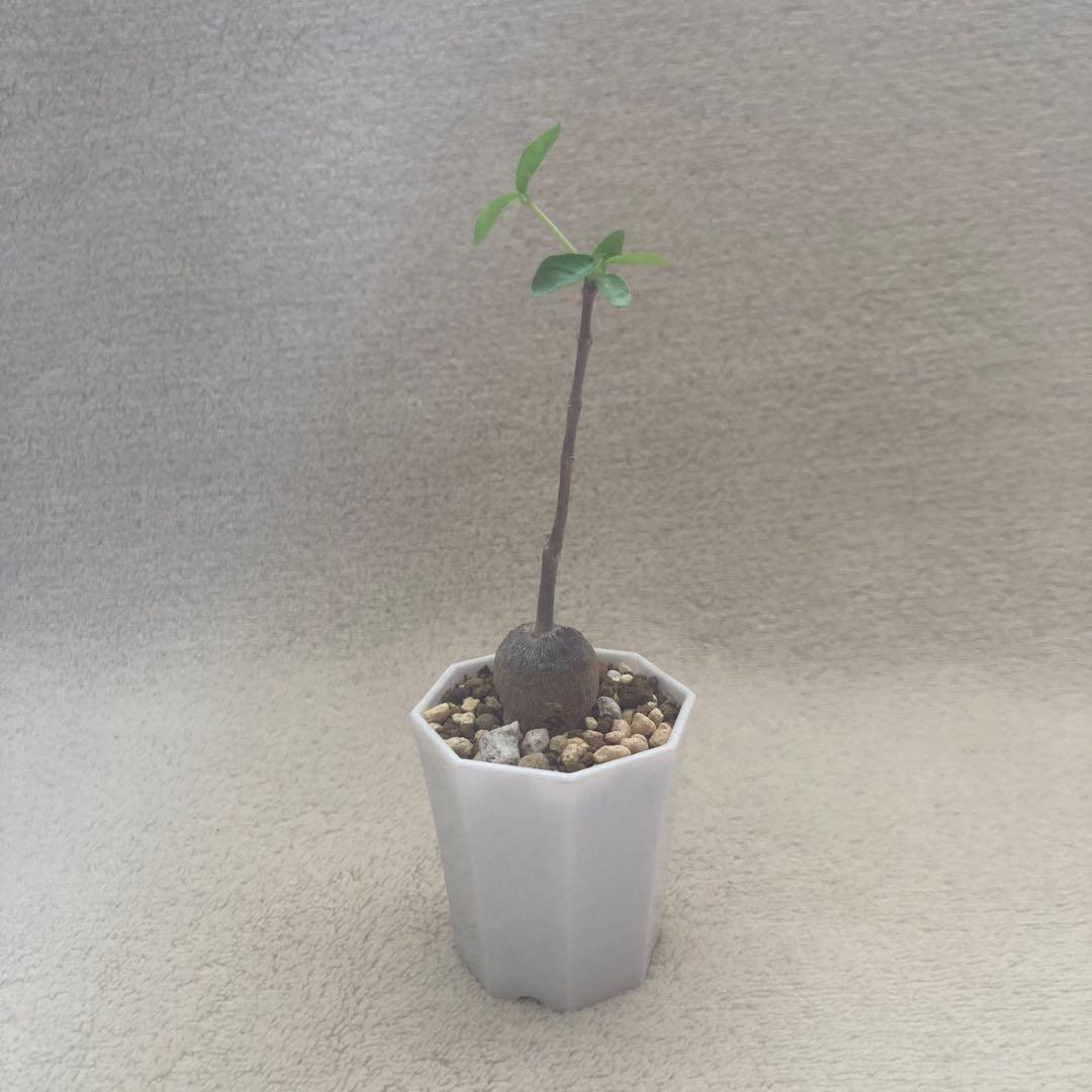 火星人 塊根 塊根植物 火星人 傢俬 家居 園藝 植物及種子 Carousell