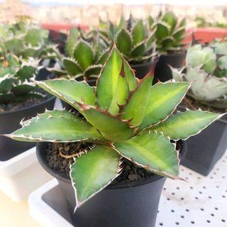 多肉植物 一物一拍 龍舌蘭 萬代X嚴龍 4.5吋盆 穩根