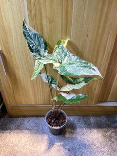 （分類：）位於 。 由 Faddyw0122 提交（商品編號 1171926849，圖片 1）。簡介： 。