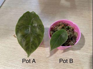 Alocasia azlanii