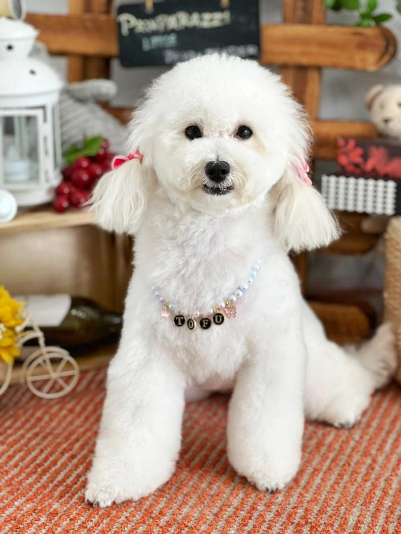 Dog and sales human necklace