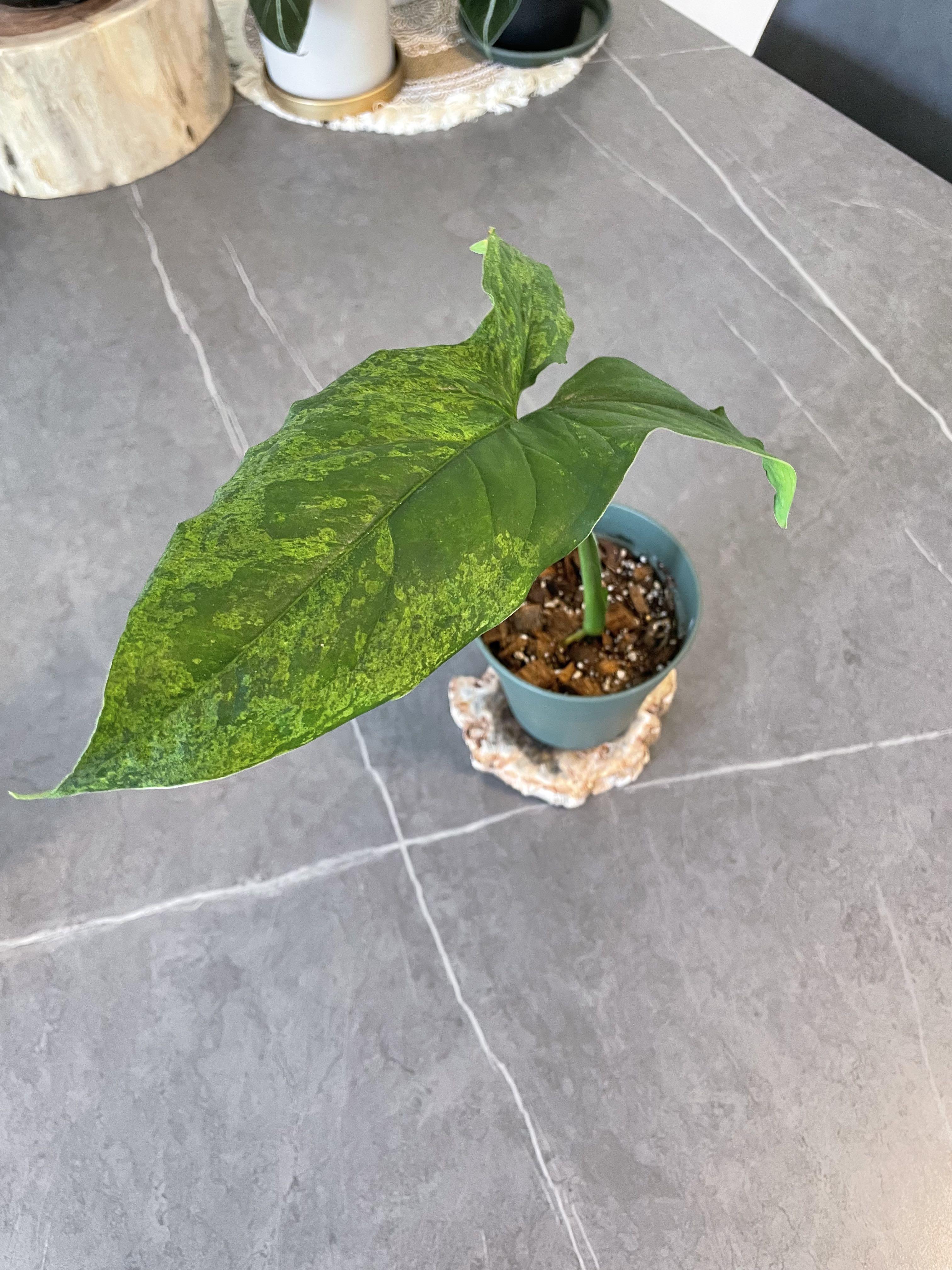 Moito 莫吉托合果芋syngonium Mojito 傢俬 家居 家居裝飾 人工植物盆栽 Carousell
