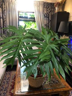 (Category: ) located in . Submitted by plantaeara (Listing ID 1171860328, Image 1). Description: .