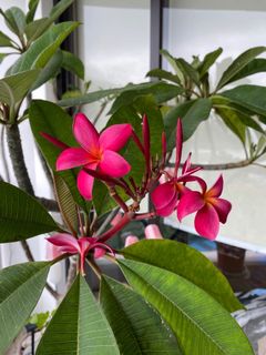 （分類：）位於 。 由 lucychin 提交（商品編號 1171917553，圖片 1）。簡介： 。