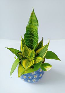 (Category: ) located in . Submitted by mygardenspace (Listing ID 1171827331, Image 1). Description: .