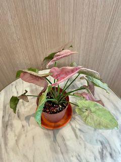 Syngonium podophyllum Pink Allusion