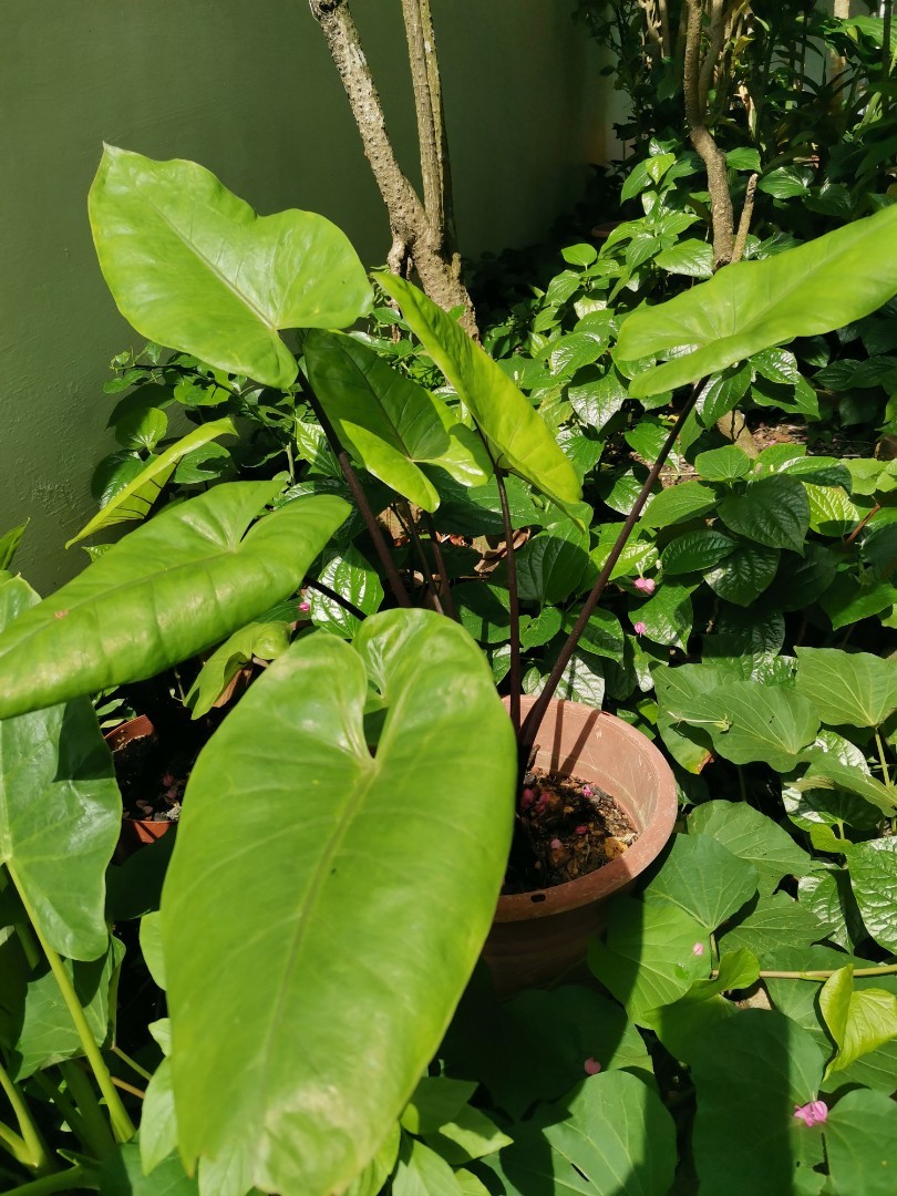 Rare Black Stemmed Elephant Ear (3 plants in pot), Furniture & Home