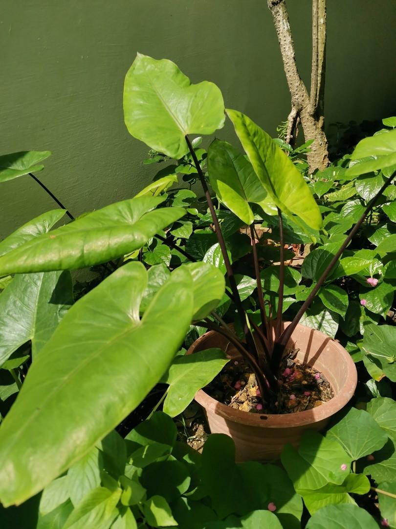 Rare Black Stemmed Elephant Ear (3 plants in pot), Furniture & Home