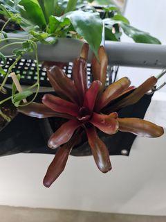 Bromeliad Neoregelia