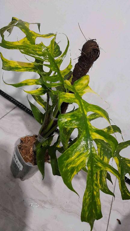 My first Yellow Frame🔥 Epipremnum Pinnatum Yellow Variegated No.1