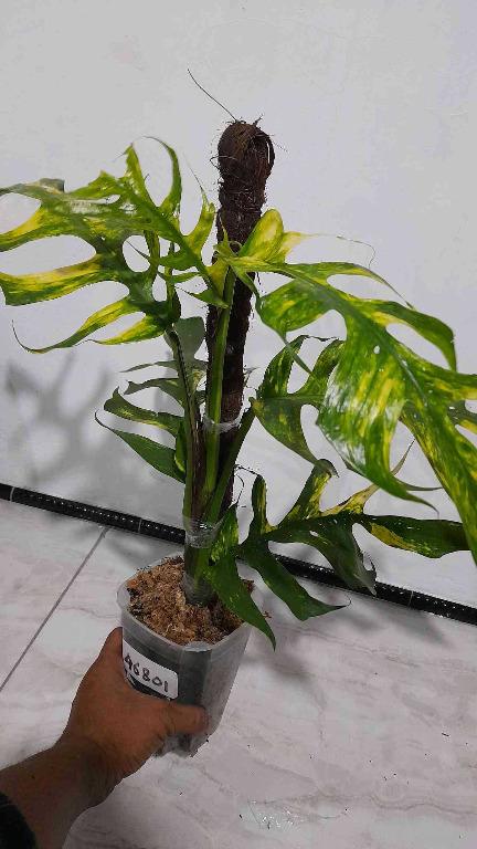 My first Yellow Frame🔥 Epipremnum Pinnatum Yellow Variegated No.1 :  r/pothos