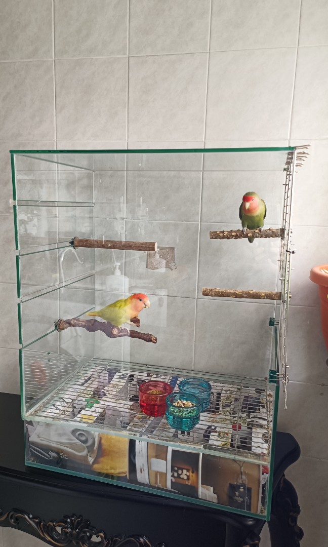 Glass sales bird cages