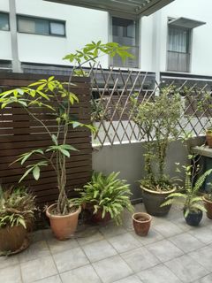 (Category: ) located in . Submitted by henshak (Listing ID 1172065183, Image 1). Description: .