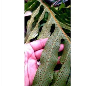 Oak leaf Fern/ Drynaria Fern live Plant